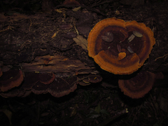 Fungi