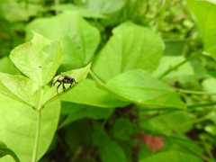 Sternuchopsis fabricii