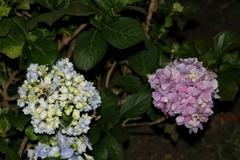Hydrangea macrophylla