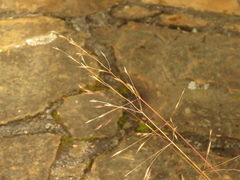 Bromus pitensis