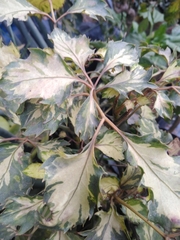 Polyscias