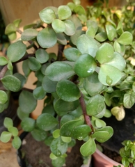 Magnoliopsida