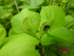 Sternuchopsis fabricii