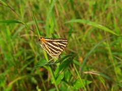 Cigaritis schistacea