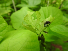 Sternuchopsis fabricii