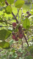 Rubus niveus image