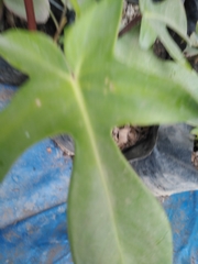 Angiospermae