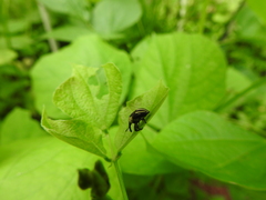 Sternuchopsis fabricii