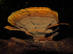 Fungi