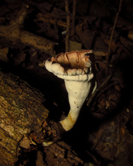 Fungi
