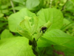 Sternuchopsis fabricii