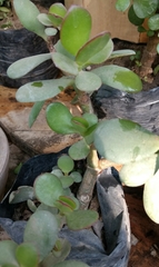 Crassulaceae