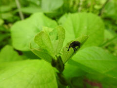 Sternuchopsis fabricii