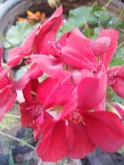 Pelargonium