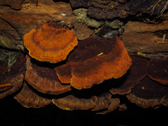 Fungi