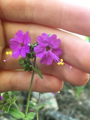 Mirabilis comata