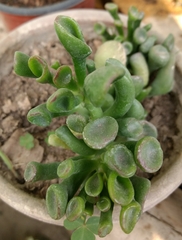 Magnoliopsida