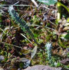 Lasiocephalus ovatus