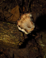 Fungi