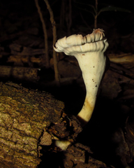 Fungi