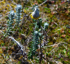 Lasiocephalus ovatus