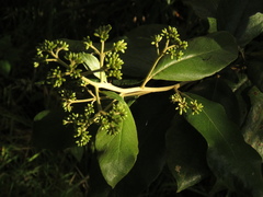 Critoniopsis bogotana