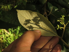 Critoniopsis bogotana