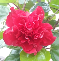 Hibiscus rosa-sinensis