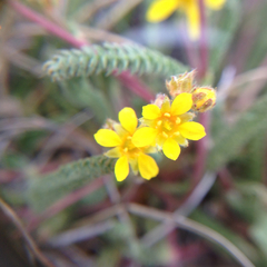 Ivesia lycopodioides