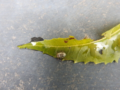 Zygogramma bicolorata