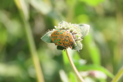 Orsilochides variabilis