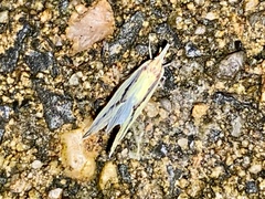 Otiocerus amyotii