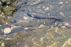 Aldrichetta forsteri