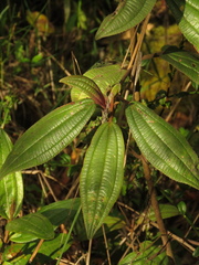Miconia cataractae