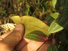 Miconia cataractae