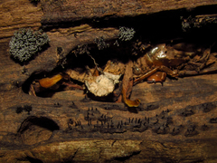 Xylaria