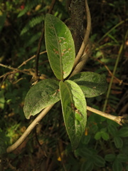 Oligactis sessiliflora