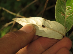 Oligactis sessiliflora