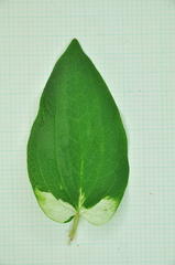 Saururus chinensis
