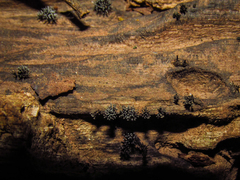 Xylaria