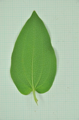 Saururus chinensis