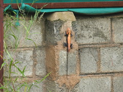 Psammophilus dorsalis