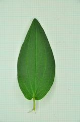 Saururus chinensis