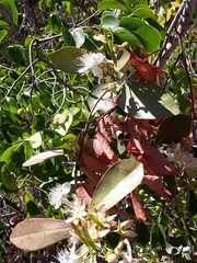 Eugenia brasiliensis
