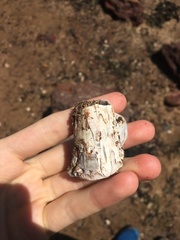 Austromegabalanus nigrescens