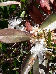 Eugenia brasiliensis