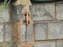 Psammophilus dorsalis