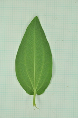 Saururus chinensis