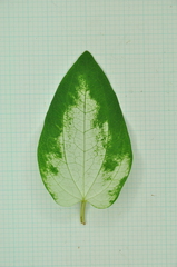 Saururus chinensis