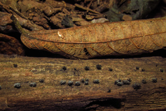 Xylaria